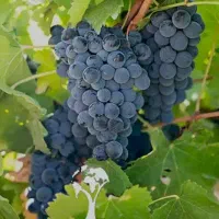 اکیپ انگور چینی مجرب گوجه خیار