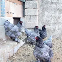 جوجه و تخم نطفه دار برهما
