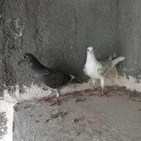 جوجه کفتر جوجه کبوتر