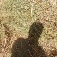 علف خشه ۱۵۰ بسته دستی