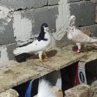 کبوتر سیاه پوش چپ بی عیب