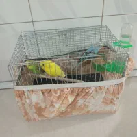 مرغ عشق|پرنده|تهران, نعمت‌آباد|دیوار