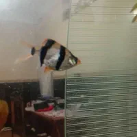 ماهی آکواریومی