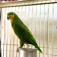 جفت طوطی امازون مولد ( کاسکو سبز )|پرنده|رشت, یخسازی|دیوار