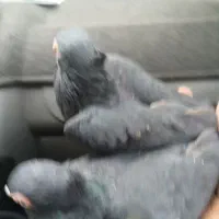 سیاه چشم نک