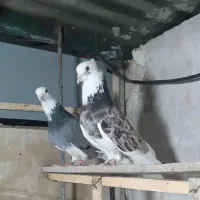 کبوتر