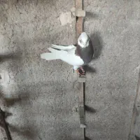 کبوتر بهبانی شهری|پرنده|شیراز, تندگویان|دیوار