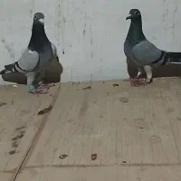 زاغ دم سفید|پرنده|فریمان, |دیوار