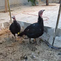 بوقلمون محلی|حیوانات مزرعه|همدان, |دیوار