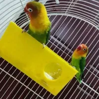 یه جفت طوطی برزیلی فیشتر مولد فوق العاده زیبا