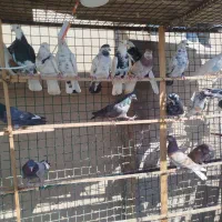 کبوتر پرشی قلمه تضمینی