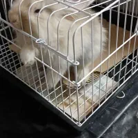 خرگوش لوپ خارجی|موش و خرگوش|نهاوند, |دیوار