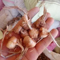 پیاز مرغوب