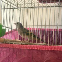 فروش دو عدد سهره قناری آوازخوان