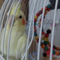 عروس هلندی ماده سرحال