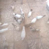 فروش کبوتر
