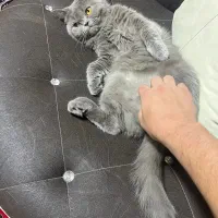 اسکاتیش بلو ماده