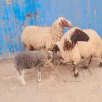 2عدد گوسفند مطفل هیکل وبزرگ درجه یک