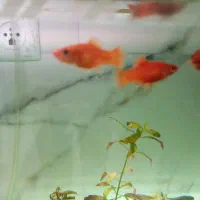 ماهی گوپی انجل اسکار|ماهی|تویسرکان, |دیوار