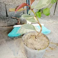 گل وفیکوس بنت قنسول