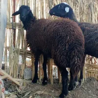 دوراس گوسفند شیشک آبستن سنو شده|حیوانات مزرعه|سیمین شهر, |دیوار