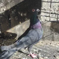 کفتر یا کبوتر زاغ فری نر