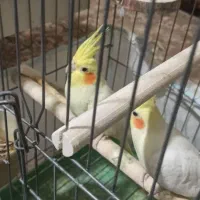 فروش عروس هلندی مولد|پرنده|اصفهان, ارداجی|دیوار