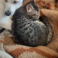 گربه گمشده در سرچشمه پور|گربه|رفسنجان, |دیوار