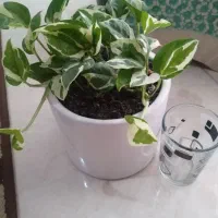 گلهای زیبا|گل و گیاه طبیعی|لاهیجان, آهندان|دیوار