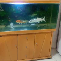 آکواریوم یامی در حد نو