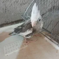 جوجه عروس هلندی سرلاکی