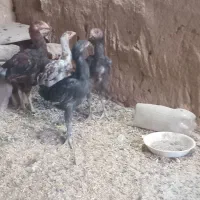 جوجه لاری|حیوانات مزرعه|نیشابور, فضل|دیوار