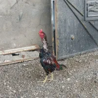 خروس لاری اصل