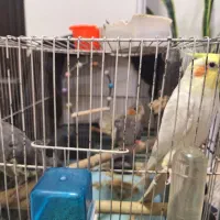 عروس هلندی|پرنده|فردیس, شهرک وحدت|دیوار