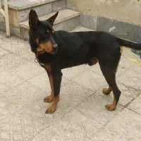 سگ دوبرمن نر|سگ|فردیس, داوری|دیوار