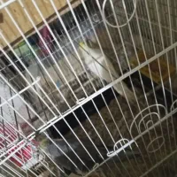 فروش عروس هلندی و مرغ عشق