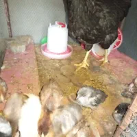 مرغ و جوجه هاش