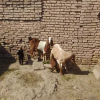 بز بیگ|حیوانات مزرعه|دزفول, |دیوار