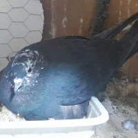 کبوترماده بپر ولی بند.قیمت ۴۰۰.