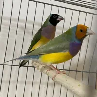 فنچ گلدین مولد و فنچ نرگسی مولدو جوجه نرگسی