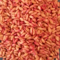 گندم اصلاح شده بذزی