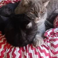 واگذاری گربه بریتیش اسگاتیش|گربه|کرج, آق تپه|دیوار