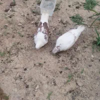 کبوتر نر و ماده و یک جوجه همه سالم|پرنده|تهران, سعیدآباد|دیوار