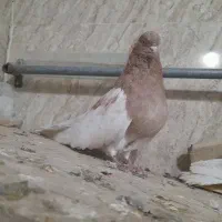 کبوتر کله دار|پرنده|فامنین, |دیوار