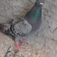 کفتر