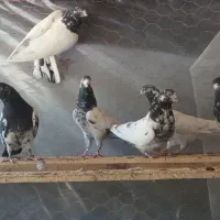 تیدی پیور|پرنده|بندرعباس, |دیوار