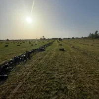 500پرس یونجه مرغوب