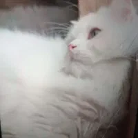 گربه پرشین باتمامی وسایل