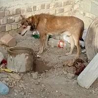 پاکوتاه نر