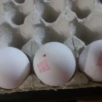 سفیده تخم مرغ